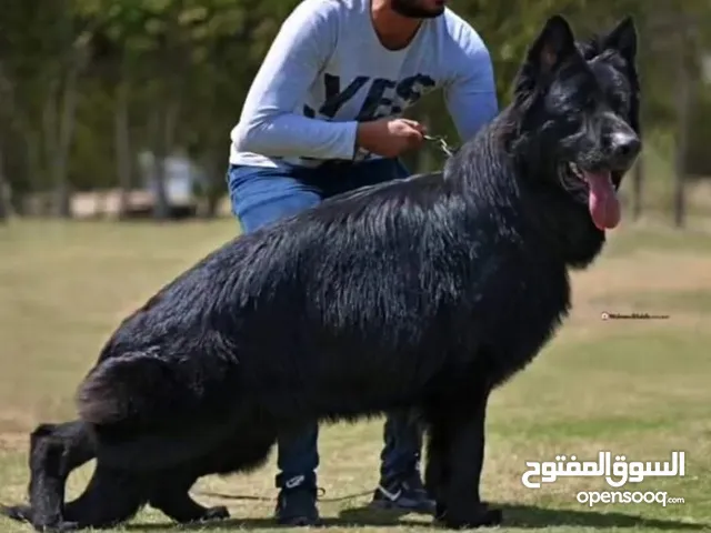 رويال بلاك
