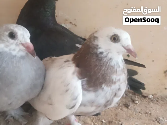 حمام عربي ومكاوي