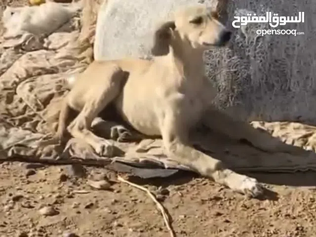 للبيع سلوقي