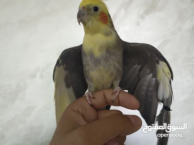 افلح من ذكر الله ثلث حبات كوكتيل واحد متكلم اليفات شوف الوصف .......................................