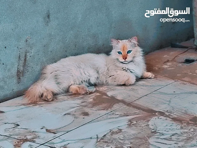 قطة انثى منعرفش نوعها شني بزبط