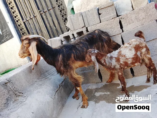 صخله وصخل للبيع سعرهن265الف وبيهن مجال