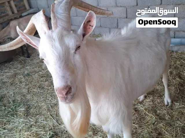 فحل ماعز سانين للبيع او افاري