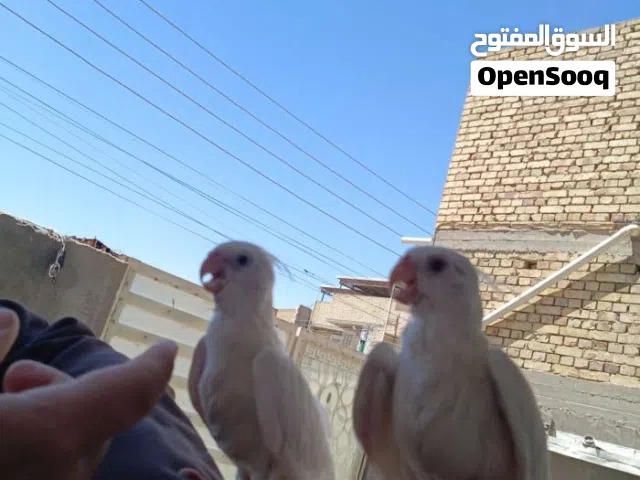زوج كوكتيلات البينو ربه طينه عمر 4 اشهر يطلع خارج منزل وين ماتروح وراك تصيحله يجيك