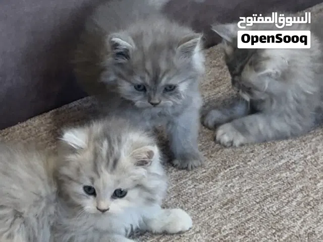 جعاله العيد وصلتتت  قطط شيرازي بيور