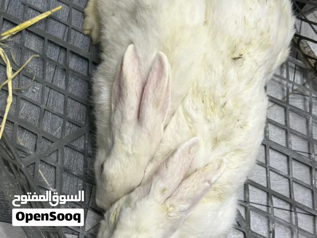 للبيع زوج ارانب عمانيات + ذكور احجام كبيره