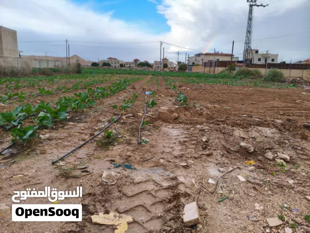 Residential Land for Sale in Jericho Palestine St.