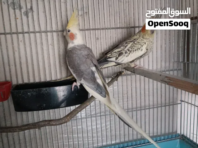 جوز كوكتيل