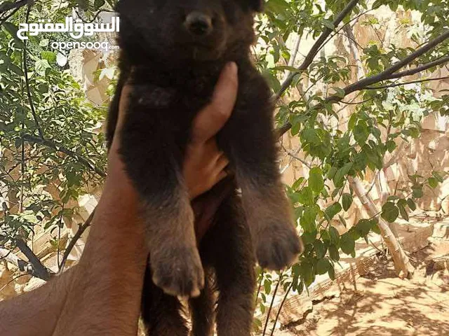 جرو جيرمن شيبرد لونغ هير