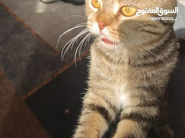 قط سكوتش فولد للبيع حبوب ولطيف