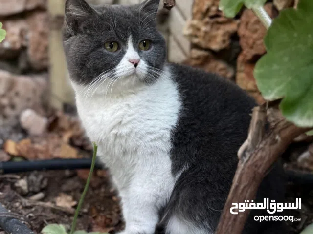 قطة British shorthair Bicolor