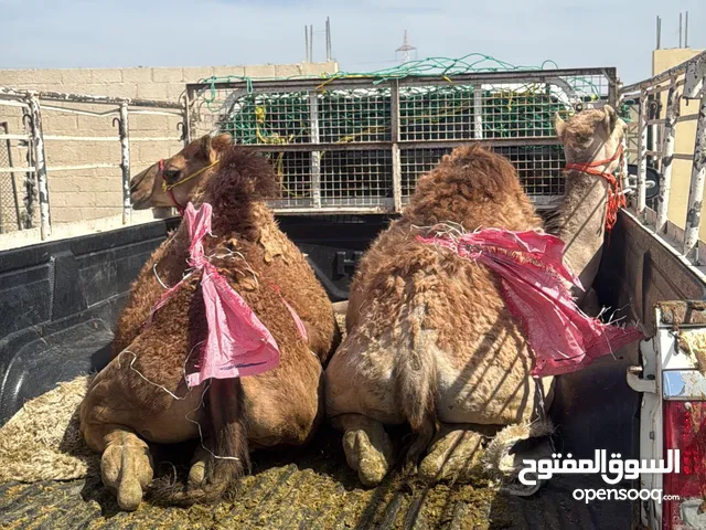 نقل عام نقل جميع أنوع الحيوانات والأغراض
