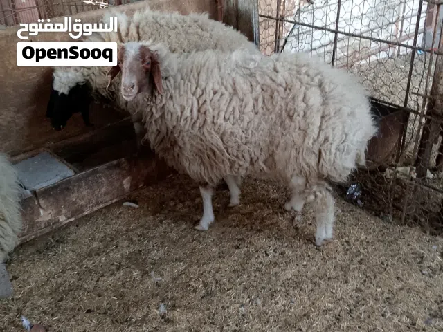 حلال اللبيع