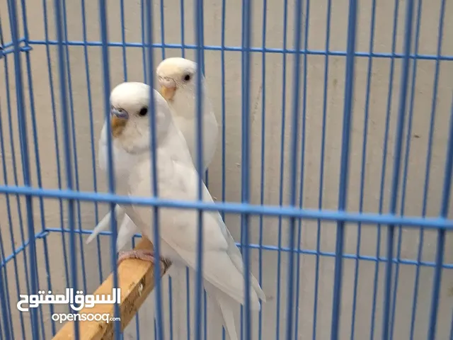 White Budgie Pair For Sale 150SR Cage Price 40SR