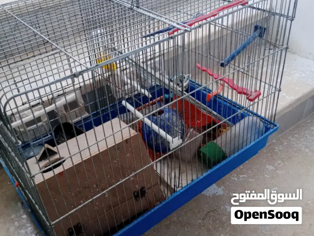 قفص اربع معارف مع قاطع للبيع مع عده عصافير بسعر مغري