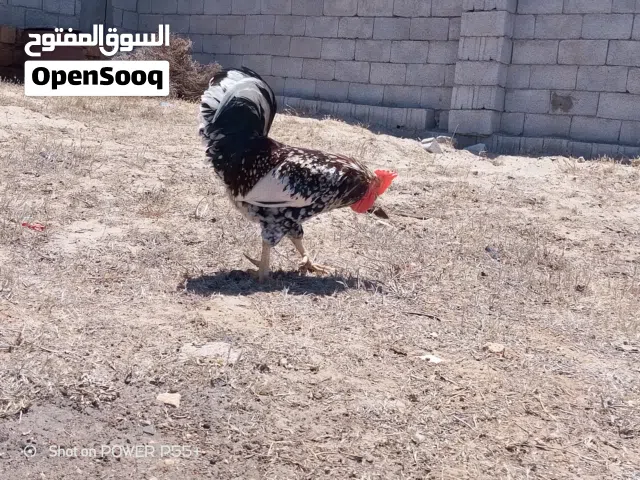 ديك للبيع.