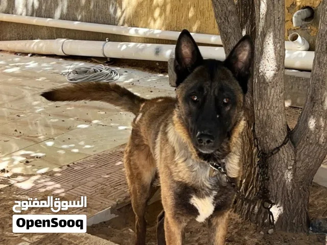 كلب مالينوا للبيع