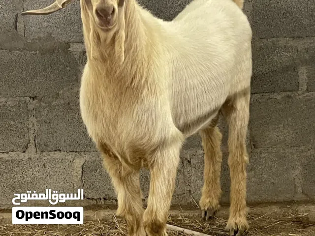 تيس من حلال الجواميد الصنف أقراء الوصف