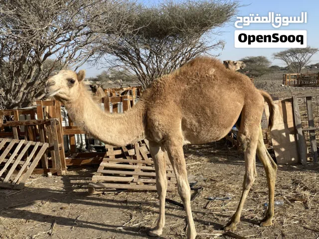 البيع قعود العمر سنه