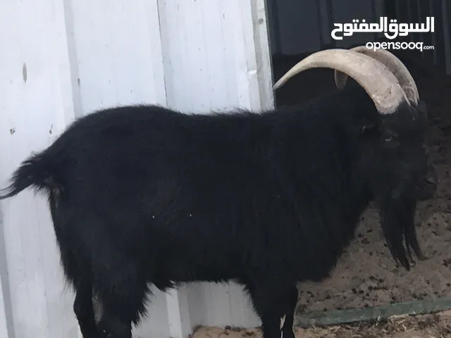 تيس تشيكي فحل امريكي وعنز مكس دافع