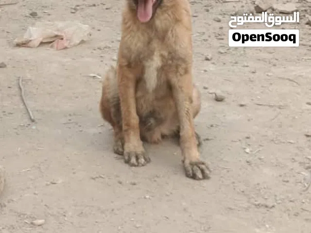 كلاب جيرمن