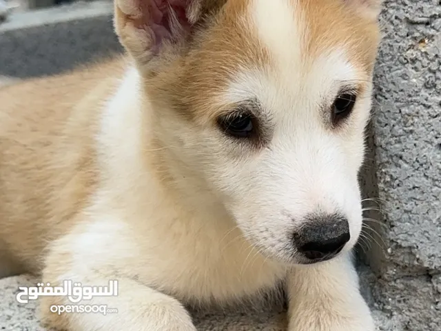 هاسكي سيبيريا