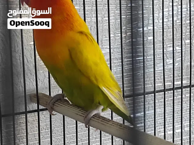 كوبيه فيشر