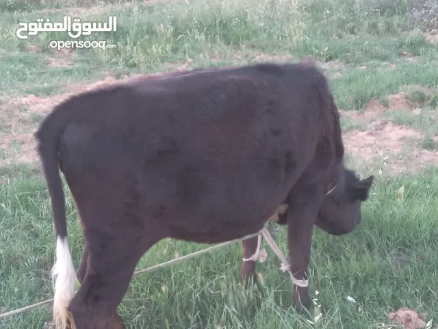 عجلة مشاءالله