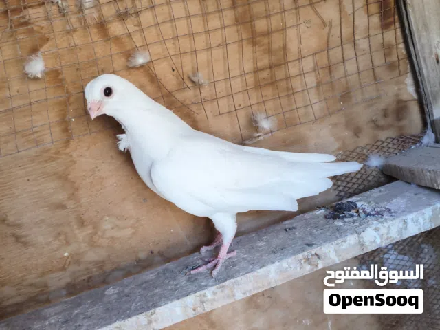 حمام زينة البصرة