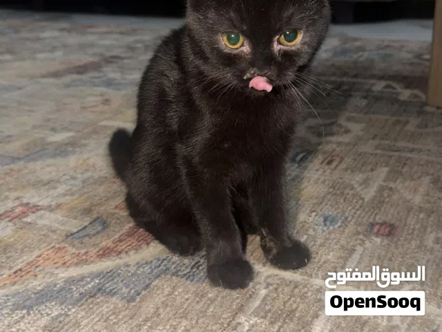 قط لتبني صغير