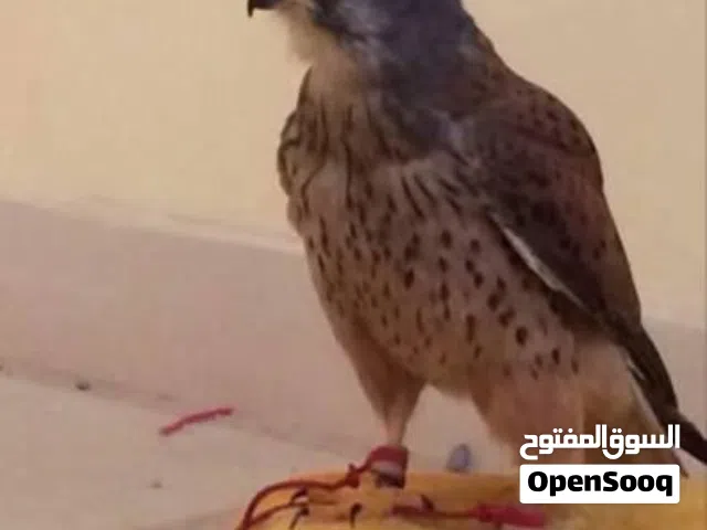 للبيع طير حرصقير