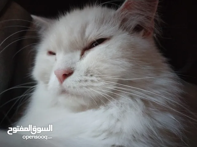 Pure white Persian kitten