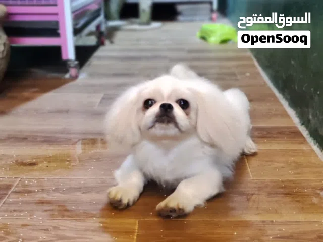 كلب بيكنواه ابيضّ اللون أليف...عمره 10شهور
