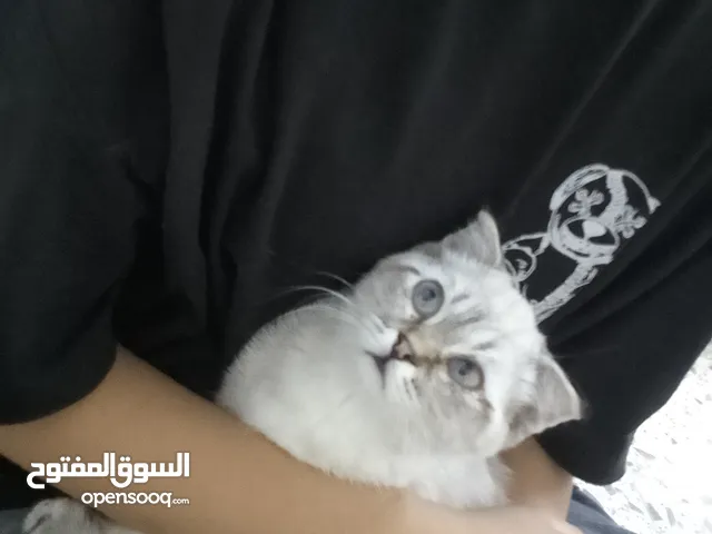 سكوتش فولد بيور الاصلي العمر 3 أشهر اسبوع متعود على التر بوكس و دراي فود اخذ المطعوم أليف وكثير هادي