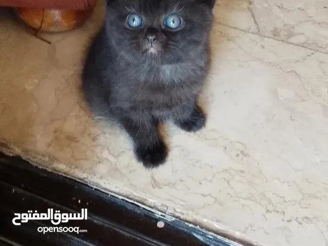 Scotch fold and British kittens 1 month old