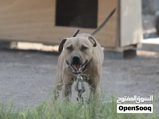 American pitbull terriers