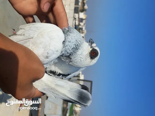 حمام كش  نضيف