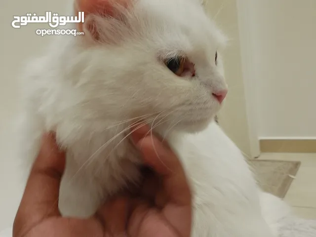 بسه للبيع انثى بدون مستلزماتها