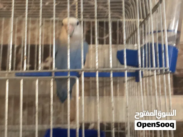 حبة روز لون ازرق