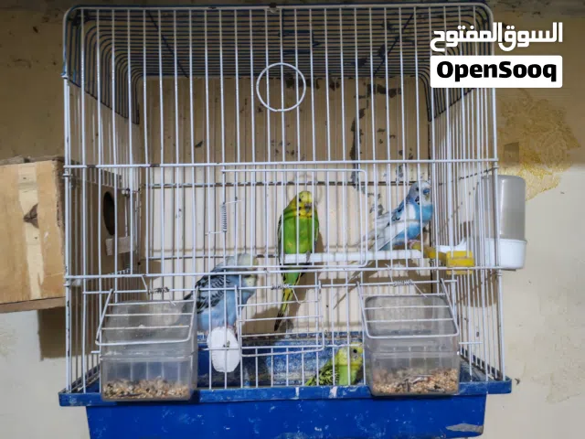 جوز حب شغال وثلاث مخاليف حلوات للبيع او للبدل
