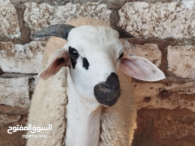 خروف ربي يبارك