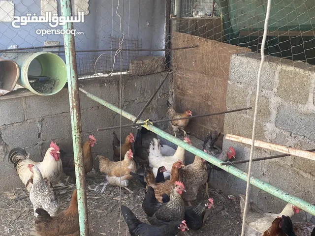 دجاج عمانيات و فرنسيات للبيع