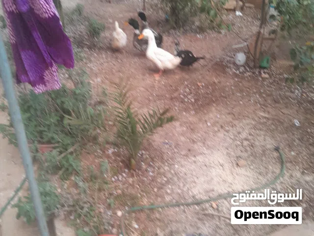 جوزين بط اول خيرهم للبيع