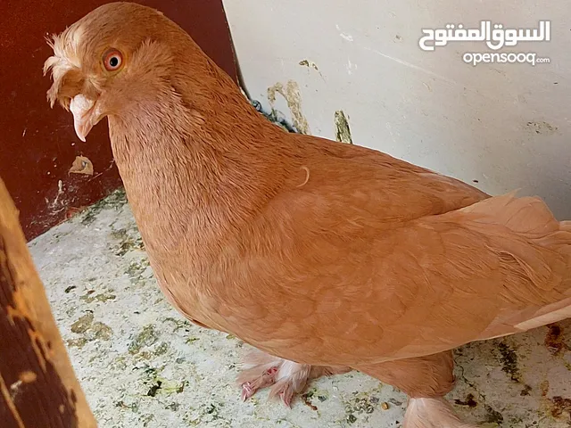 حمام للبيع