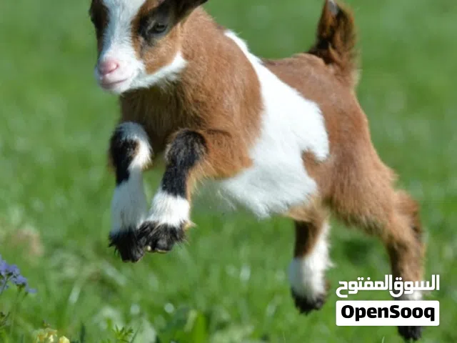 بيع جميع انواع الماعز الحليب واللحوم