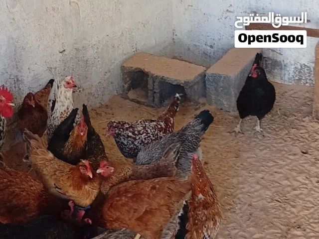 دجاج هجين علي برهامي تحتها 11كتكوت