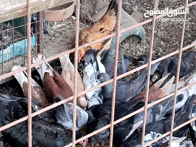 حمام فرنسي تب نظافه