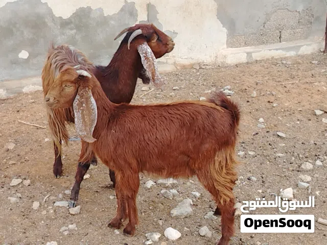 عنز فردية تحتها اعناق راوية ربي يبارك وامكسبة تاني وبنصيب سنها سدسة مكانها صبراتة يوجد توصيل حسب الم