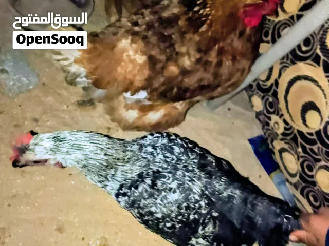 نعم للدستور 150