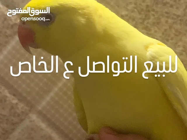 ببغاء درة اصفر عيون حمر